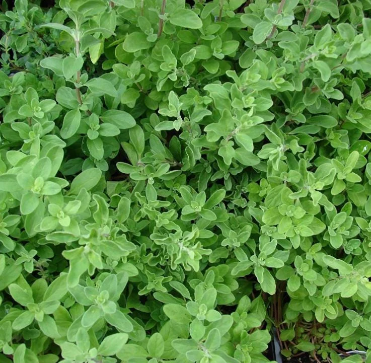 Sweet Marjoram Live Plant – Set of 3 Culinary Herb Starters, 2-6" Tall, Perennial - Image 6