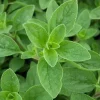 Sweet Marjoram Live Plant – Set of 3 Culinary Herb Starters, 2-6" Tall, Perennial - Image 1