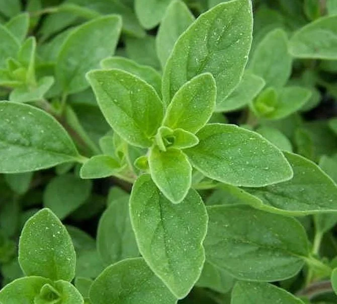 Sweet Marjoram Live Plant – Set of 3 Culinary Herb Starters, 2-6" Tall, Perennial - Image 1