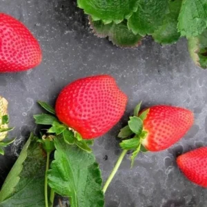 Sweet Sensation Strawberry Live Plants - Set of 4 Starter Plants, 4-6