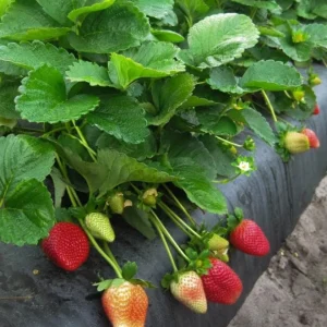 Sweet Sensation Strawberry Live Plants - Set of 4 Starter Plants, 4-6