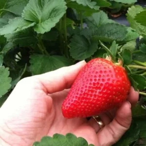 Sweet Sensation Strawberry Live Plants - Set of 4 Starter Plants, 4-6