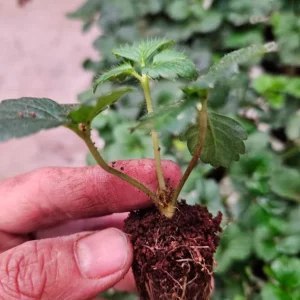 Sweet Sensation Strawberry Live Plants - Set of 4 Starter Plants, 4-6