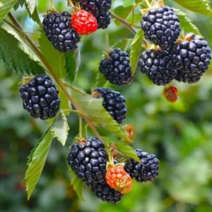 Sweetie Pie Thornless Blackberry Plants - 2 Live Starters, Heat Tolerant, Sweet Fruit, USDA Zones 6-9 - Image 2