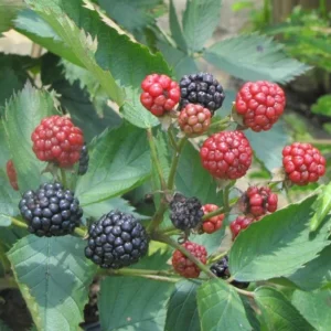 Sweetie Pie Thornless Blackberry Plants - 2 Live Starters, Heat Tolerant, Sweet Fruit, USDA Zones 6-9 - Image 3