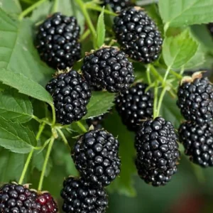 Sweetie Pie Thornless Blackberry Plants - 2 Live Starters, Heat Tolerant, Sweet Fruit, USDA Zones 6-9 - Image 4