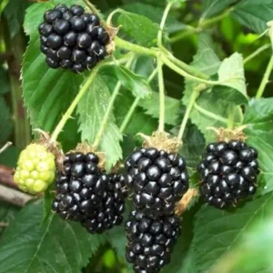 Sweetie Pie Thornless Blackberry Plants - 2 Live Starters, Heat Tolerant, Sweet Fruit, USDA Zones 6-9 - Image 5