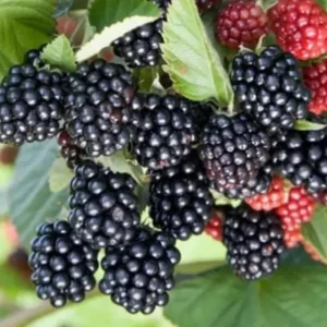 Sweetie Pie Thornless Blackberry Plants - 2 Live Starters, Heat Tolerant, Sweet Fruit, USDA Zones 6-9 - Image 6
