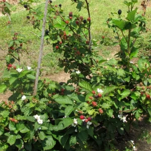 Sweetie Pie Thornless Blackberry Plants - 2 Live Starters, Heat Tolerant, Sweet Fruit, USDA Zones 6-9 - Image 7