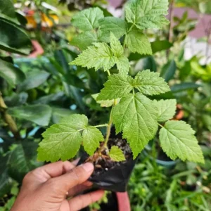 Sweetie Pie Thornless Blackberry Plants - 2 Live Starters, Heat Tolerant, Sweet Fruit, USDA Zones 6-9 - Image 8