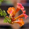 Tangerine Beauty Crossvine Live Plant - 2 Pack, 4-6" Tall, Orange-Red Flowers - Image 1