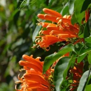 Tangerine Beauty Crossvine Live Plant - 2 Pack, 4-6