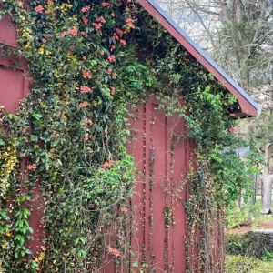 Tangerine Beauty Crossvine Live Plant 3-Pack – 5-9