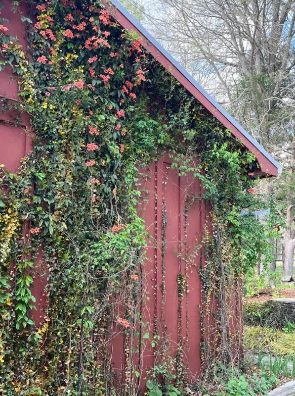 Tangerine Beauty Crossvine Live Plant 3-Pack – 5-9" Tall Climbing Vine - Image 10