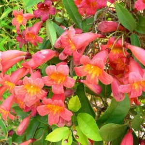 Tangerine Beauty Crossvine Live Plant 3-Pack – 5-9