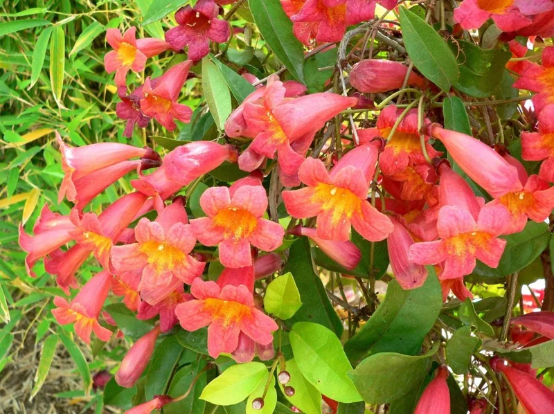Tangerine Beauty Crossvine Live Plant 3-Pack – 5-9" Tall Climbing Vine - Image 2