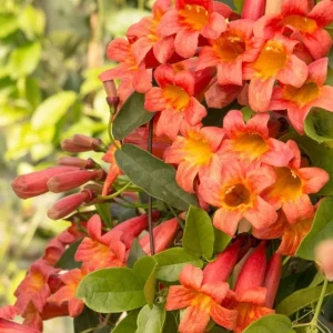 Tangerine Beauty Crossvine Live Plant 3-Pack – 5-9
