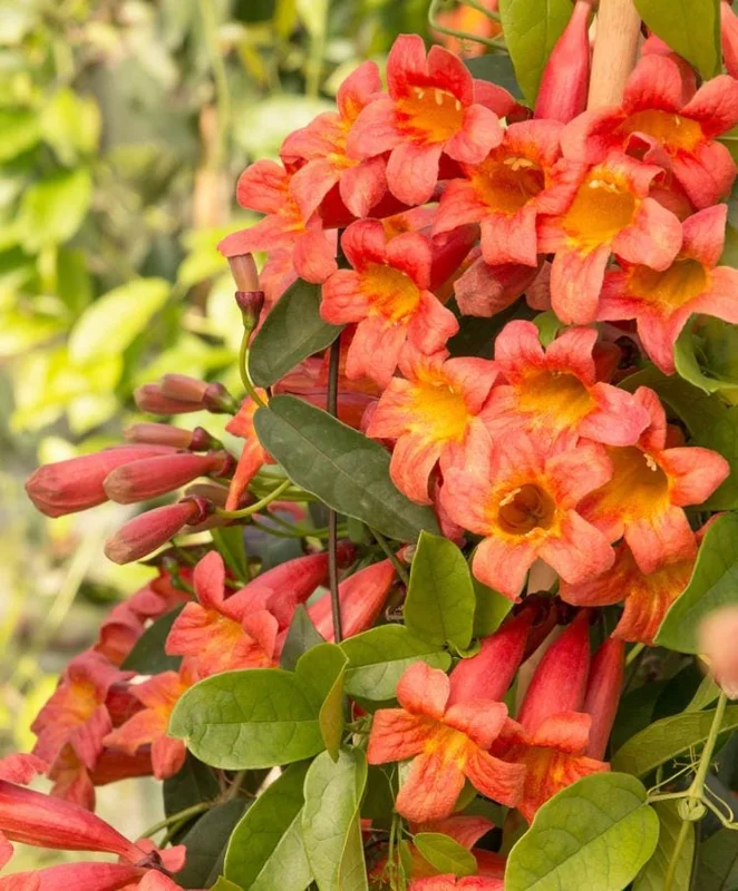 Tangerine Beauty Crossvine Live Plant 3-Pack – 5-9" Tall Climbing Vine - Image 3