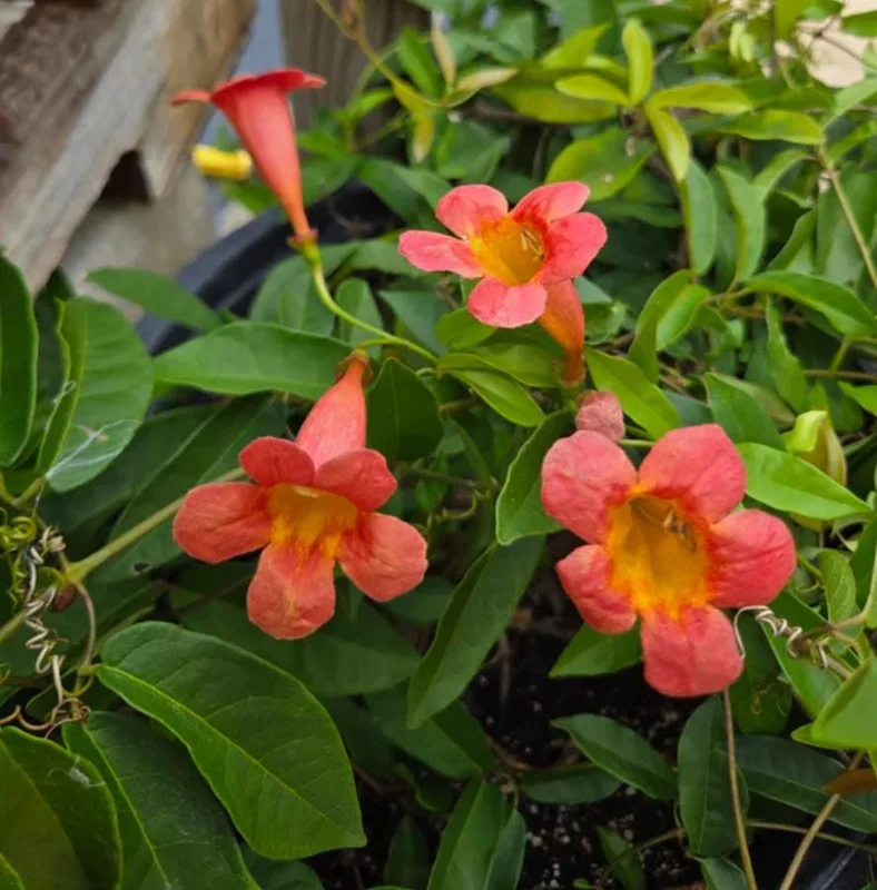 Tangerine Beauty Crossvine Live Plant 3-Pack – 5-9" Tall Climbing Vine - Image 4