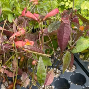 Tangerine Beauty Crossvine Live Plant 3-Pack – 5-9