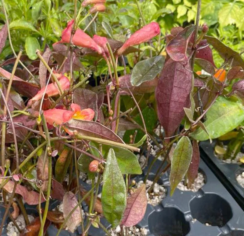 Tangerine Beauty Crossvine Live Plant 3-Pack – 5-9" Tall Climbing Vine - Image 5