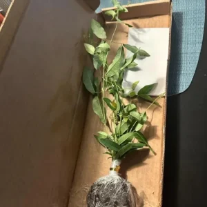 Tangerine Beauty Crossvine Live Plant 3-Pack – 5-9