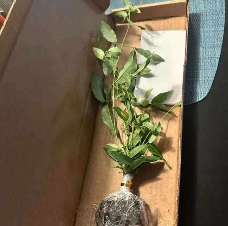 Tangerine Beauty Crossvine Live Plant 3-Pack – 5-9" Tall Climbing Vine - Image 6