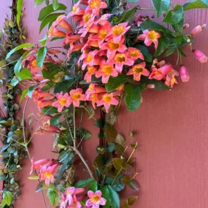 Tangerine Beauty Crossvine Live Plant 3-Pack – 5-9