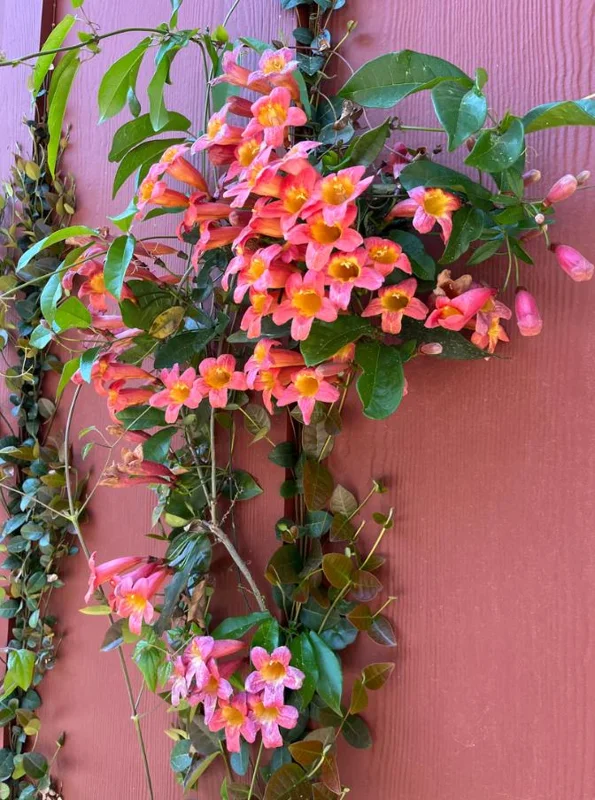 Tangerine Beauty Crossvine Live Plant 3-Pack – 5-9" Tall Climbing Vine - Image 7