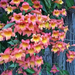 Tangerine Beauty Crossvine Live Plant 3-Pack – 5-9