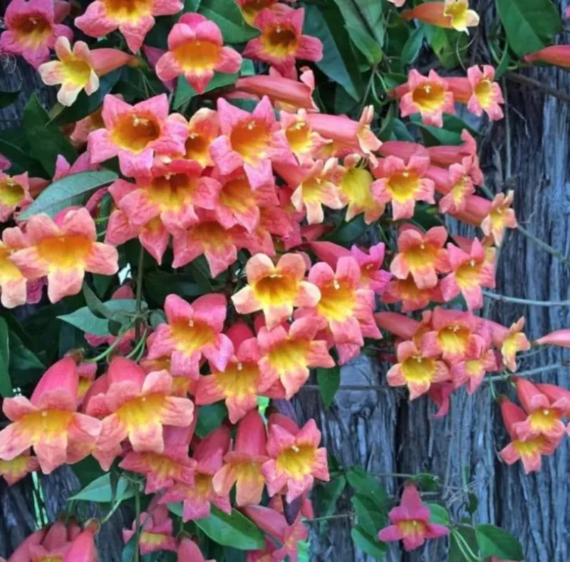 Tangerine Beauty Crossvine Live Plant 3-Pack – 5-9" Tall Climbing Vine - Image 8