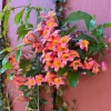 Tangerine Beauty Crossvine Live Plant 3-Pack – 5-9" Tall Climbing Vine - Image 1