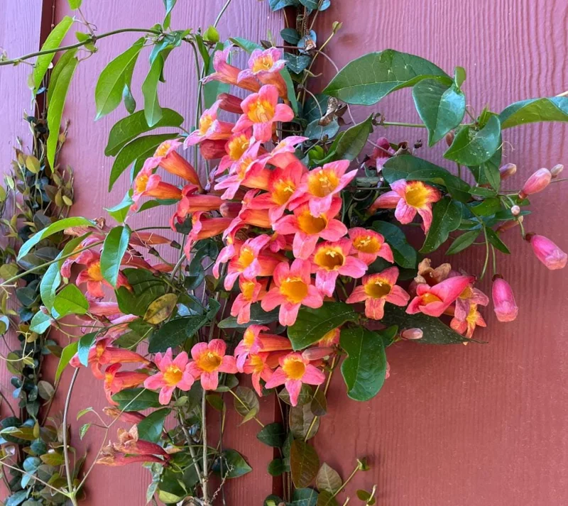 Tangerine Beauty Crossvine Live Plant 3-Pack – 5-9" Tall Climbing Vine - Image 1