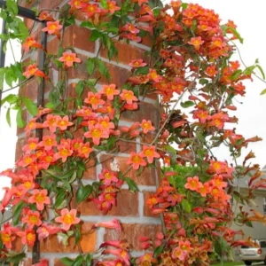 Tangerine Beauty Crossvine Live Plant 3-Pack – 5-9