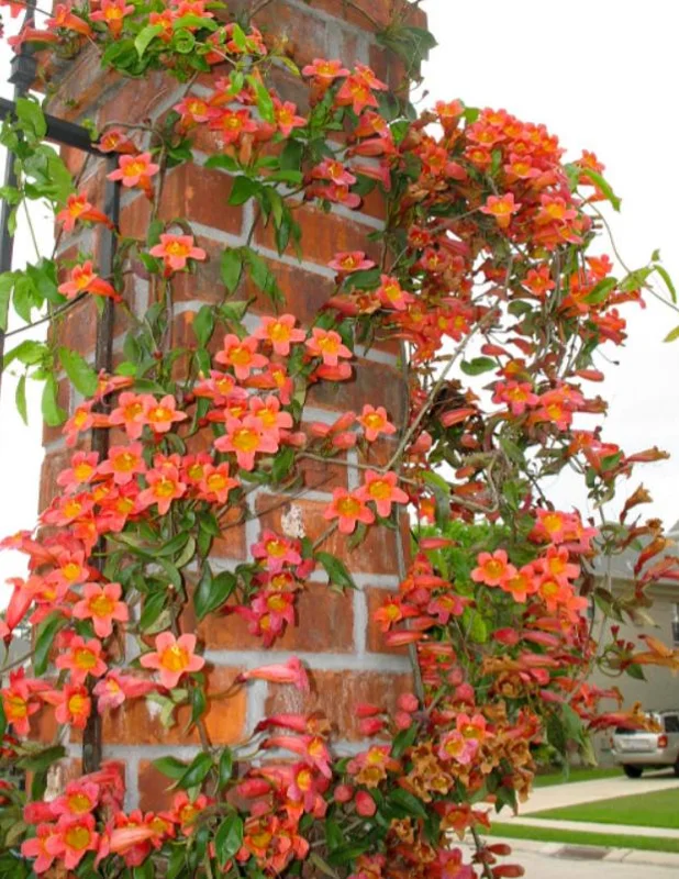 Tangerine Beauty Crossvine Live Plant 3-Pack – 5-9" Tall Climbing Vine - Image 9