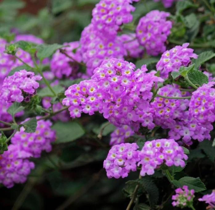 Trailing Lavender Lantana Live Plant – 4-6" Tall Starter – Outdoor Perennial - Image 3