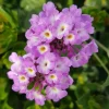 Trailing Lavender Lantana Live Plant – 4-6" Tall Starter – Outdoor Perennial - Image 1