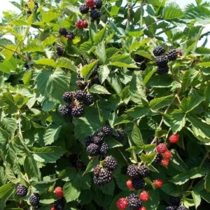 Triple Crown Blackberry Live Plant - 2 Pack, Thornless, 4-6