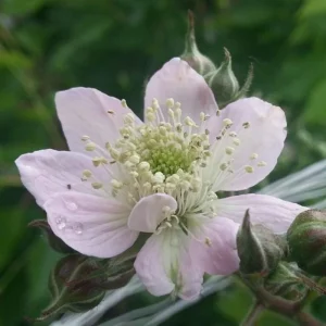 Triple Crown Blackberry Live Plant - 2 Pack, Thornless, 4-6