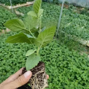 Triple Crown Blackberry Live Plant - 2 Pack, Thornless, 4-6