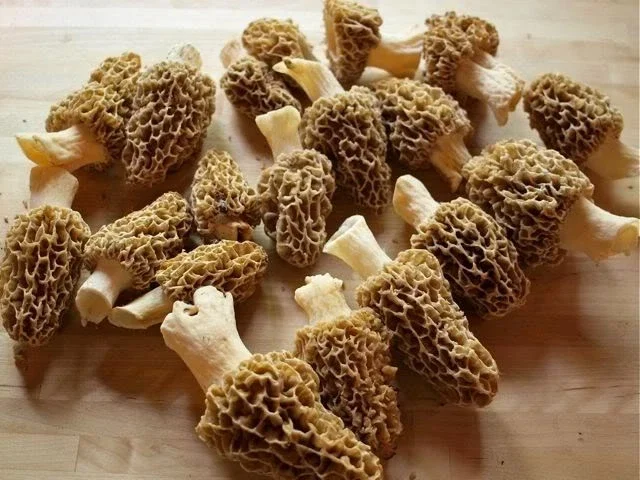 True Morel Mushroom Spores / Spawn Mycelium (on Dried Seeds) for Cultivation - Image 2