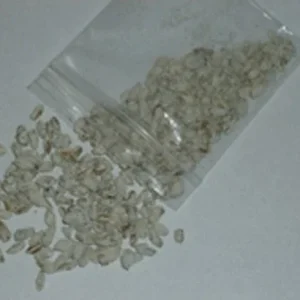 True Morel Mushroom Spores / Spawn Mycelium (on Dried Seeds) for Cultivation - Image 3