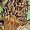 True Morel Mushroom Spores / Spawn Mycelium (on Dried Seeds) for Cultivation - Image 1