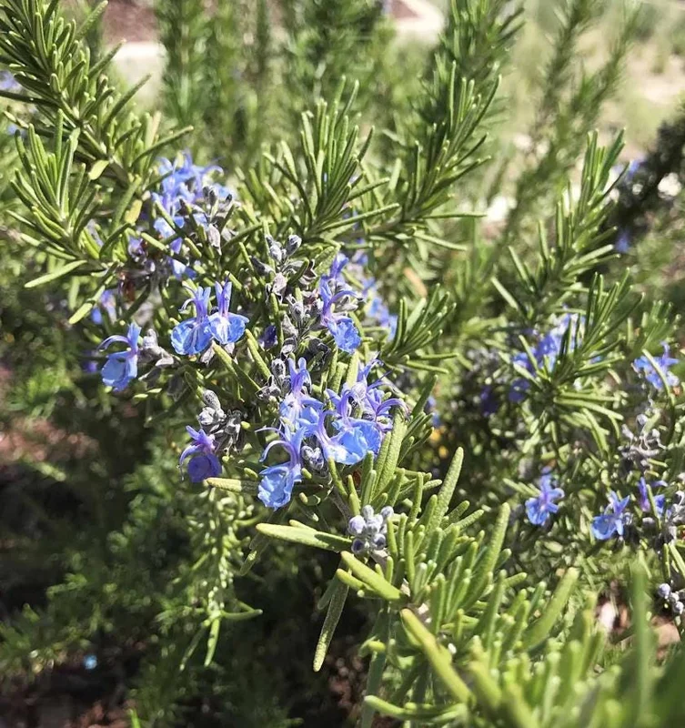 Tuscan Blue Rosemary Live Plant - Set of 3, 4-6" Tall, Pollinator Friendly Herb for Garden & Containers - Image 3