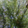 Tuscan Blue Rosemary Live Plant - Set of 3, 4-6" Tall, Pollinator Friendly Herb for Garden & Containers - Image 1