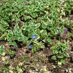 Variegated Vinca Minor Live Plant - 12 Bare Root Periwinkle Ground Cover - Image 2