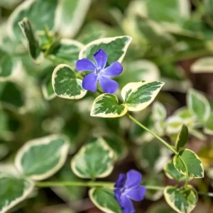 Variegated Vinca Minor Live Plant - 12 Bare Root Periwinkle Ground Cover - Image 4