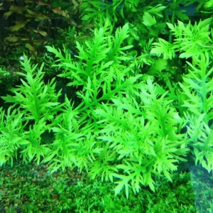 Water Wisteria Live Aquarium Plant – 5-7 Stems – Freshwater Aquatic Plant - Image 2