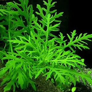 Water Wisteria Live Aquarium Plant – 5-7 Stems – Freshwater Aquatic Plant - Image 3