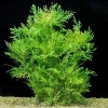 Water Wisteria Live Aquarium Plant – 5-7 Stems – Freshwater Aquatic Plant - Image 1